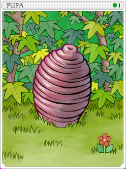 Pupa Card